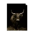 Picture of Dixie, the Bull II _GroupedProduct_Rectangle_Portrait_Photography _GroupedProduct_Rectangle_Portrait_Unframed_Print_Only_