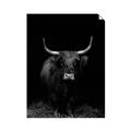 Picture of Dixie, the Bull II _GroupedProduct_Rectangle_Portrait_Photography _GroupedProduct_Rectangle_Portrait_Unframed_Print_Only_