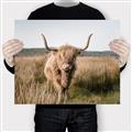Picture of Beautiful Cow, Bella  _GroupedProduct_Rectangle_Landscape_Photography _GroupedProduct_Rectangle_Landscape_Canvas_
