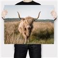 Picture of Beautiful Cow, Bella  _GroupedProduct_Rectangle_Landscape_Photography _GroupedProduct_Rectangle_Landscape_Canvas_