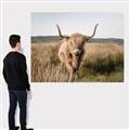Picture of Beautiful Cow, Bella  _GroupedProduct_Rectangle_Landscape_Photography _GroupedProduct_Rectangle_Landscape_Canvas_