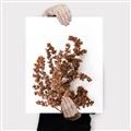 Picture of Brown Fall  _GroupedProduct_Rectangle_Portrait_Photography _GroupedProduct_Rectangle_Portrait_Canvas_