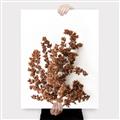 Picture of Brown Fall  _GroupedProduct_Rectangle_Portrait_Photography _GroupedProduct_Rectangle_Portrait_Canvas_