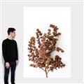 Picture of Brown Fall  _GroupedProduct_Rectangle_Portrait_Photography _GroupedProduct_Rectangle_Portrait_Canvas_
