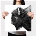 Picture of Buffalo Head _GroupedProduct_Square_Photography _GroupedProduct_Square_Canvas_