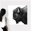 Picture of Buffalo Head _GroupedProduct_Square_Photography _GroupedProduct_Square_Canvas_