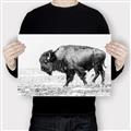 Picture of Buffalo March _GroupedProduct_Rectangle_Landscape_Photography _GroupedProduct_Rectangle_Landscape_Canvas_