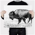 Picture of Buffalo March _GroupedProduct_Rectangle_Landscape_Photography _GroupedProduct_Rectangle_Landscape_Canvas_
