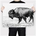 Picture of Buffalo March _GroupedProduct_Rectangle_Landscape_Photography _GroupedProduct_Rectangle_Landscape_Canvas_