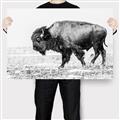 Picture of Buffalo March _GroupedProduct_Rectangle_Landscape_Photography _GroupedProduct_Rectangle_Landscape_Canvas_