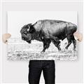 Picture of Buffalo March _GroupedProduct_Rectangle_Landscape_Photography _GroupedProduct_Rectangle_Landscape_Canvas_