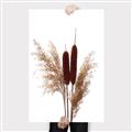 Picture of Cattails  _GroupedProduct_Rectangle_Portrait_Photography _GroupedProduct_Rectangle_Portrait_Canvas_