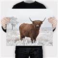 Picture of Cookie, the Cow  _GroupedProduct_Rectangle_Landscape_Photography _GroupedProduct_Rectangle_Landscape_Canvas_