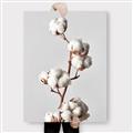 Picture of Cotton _GroupedProduct_Rectangle_Portrait_Photography _GroupedProduct_Rectangle_Portrait_Canvas_
