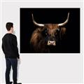 Picture of Dixie, the Bull   _GroupedProduct_Rectangle_Landscape_Photography _GroupedProduct_Rectangle_Landscape_Canvas_