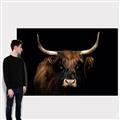 Picture of Dixie, the Bull   _GroupedProduct_Rectangle_Landscape_Photography _GroupedProduct_Rectangle_Landscape_Canvas_