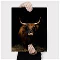 Picture of Dixie, the Bull II _GroupedProduct_Rectangle_Portrait_Photography _GroupedProduct_Rectangle_Portrait_Canvas_
