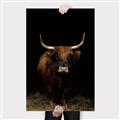 Picture of Dixie, the Bull II _GroupedProduct_Rectangle_Portrait_Photography _GroupedProduct_Rectangle_Portrait_Canvas_