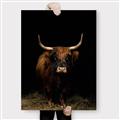 Picture of Dixie, the Bull II _GroupedProduct_Rectangle_Portrait_Photography _GroupedProduct_Rectangle_Portrait_Canvas_