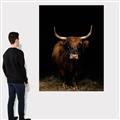 Picture of Dixie, the Bull II _GroupedProduct_Rectangle_Portrait_Photography _GroupedProduct_Rectangle_Portrait_Canvas_