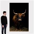 Picture of Dixie, the Bull II _GroupedProduct_Rectangle_Portrait_Photography _GroupedProduct_Rectangle_Portrait_Canvas_