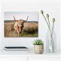 Picture of Beautiful Cow, Bella  _GroupedProduct_Rectangle_Landscape_Photography _GroupedProduct_Rectangle_Landscape_Canvas_
