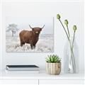Picture of Cookie, the Cow  _GroupedProduct_Rectangle_Landscape_Photography _GroupedProduct_Rectangle_Landscape_Canvas_