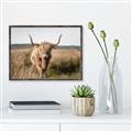 Picture of Beautiful Cow, Bella  _GroupedProduct_Rectangle_Landscape_Photography _GroupedProduct_Rectangle_Landscape_Canvas_Framed_