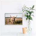 Picture of Beautiful Cow, Bella  _GroupedProduct_Rectangle_Landscape_Photography _GroupedProduct_Rectangle_Landscape_Canvas_Framed_