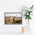 Picture of Beautiful Cow, Bella  _GroupedProduct_Rectangle_Landscape_Photography _GroupedProduct_Rectangle_Landscape_Canvas_Framed_