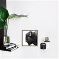 Picture of Buffalo Head _GroupedProduct_Square_Photography _GroupedProduct_Square_Canvas_Framed_