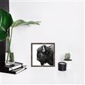 Picture of Buffalo Head _GroupedProduct_Square_Photography _GroupedProduct_Square_Canvas_Framed_