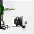 Picture of Buffalo Head _GroupedProduct_Square_Photography _GroupedProduct_Square_Canvas_Framed_