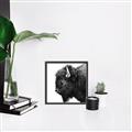 Picture of Buffalo Head _GroupedProduct_Square_Photography _GroupedProduct_Square_Canvas_Framed_