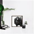 Picture of Buffalo Head _GroupedProduct_Square_Photography _GroupedProduct_Square_Canvas_Framed_