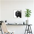 Picture of Buffalo Head _GroupedProduct_Square_Photography _GroupedProduct_Square_Canvas_Framed_