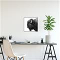 Picture of Buffalo Head _GroupedProduct_Square_Photography _GroupedProduct_Square_Canvas_Framed_