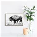 Picture of Buffalo March _GroupedProduct_Rectangle_Landscape_Photography _GroupedProduct_Rectangle_Landscape_Canvas_Framed_