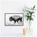 Picture of Buffalo March _GroupedProduct_Rectangle_Landscape_Photography _GroupedProduct_Rectangle_Landscape_Canvas_Framed_