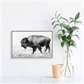 Picture of Buffalo March _GroupedProduct_Rectangle_Landscape_Photography _GroupedProduct_Rectangle_Landscape_Canvas_Framed_
