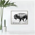 Picture of Buffalo March _GroupedProduct_Rectangle_Landscape_Photography _GroupedProduct_Rectangle_Landscape_Canvas_Framed_