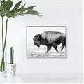 Picture of Buffalo March _GroupedProduct_Rectangle_Landscape_Photography _GroupedProduct_Rectangle_Landscape_Canvas_Framed_
