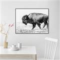 Picture of Buffalo March _GroupedProduct_Rectangle_Landscape_Photography _GroupedProduct_Rectangle_Landscape_Canvas_Framed_