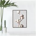 Picture of Cotton _GroupedProduct_Rectangle_Portrait_Photography _GroupedProduct_Rectangle_Portrait_Canvas_Framed_