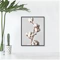 Picture of Cotton _GroupedProduct_Rectangle_Portrait_Photography _GroupedProduct_Rectangle_Portrait_Canvas_Framed_