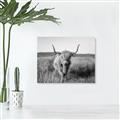 Picture of Beautiful Cow, Bella  _GroupedProduct_Rectangle_Landscape_Photography _GroupedProduct_Rectangle_Landscape_Unframed_Print_Only_