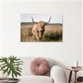 Picture of Beautiful Cow, Bella  _GroupedProduct_Rectangle_Landscape_Photography _GroupedProduct_Rectangle_Landscape_Unframed_Print_Only_