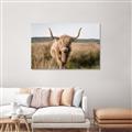 Picture of Beautiful Cow, Bella  _GroupedProduct_Rectangle_Landscape_Photography _GroupedProduct_Rectangle_Landscape_Unframed_Print_Only_