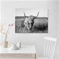 Picture of Beautiful Cow, Bella  _GroupedProduct_Rectangle_Landscape_Photography _GroupedProduct_Rectangle_Landscape_Unframed_Print_Only_
