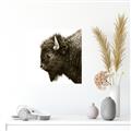 Picture of Buffalo Head _GroupedProduct_Square_Photography _GroupedProduct_Square_Unframed_Print_Only_